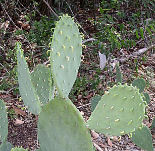 [Cactus with soft, rubbery spines which almost look fake.]